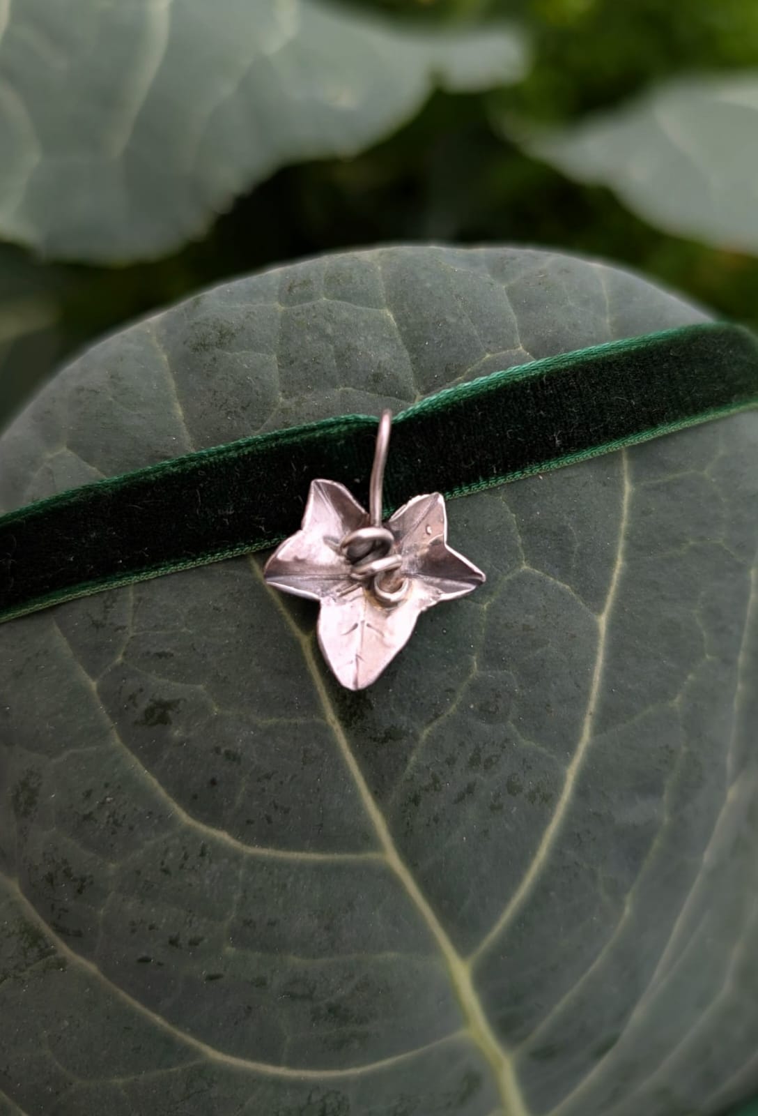 Edera del Sottobosco