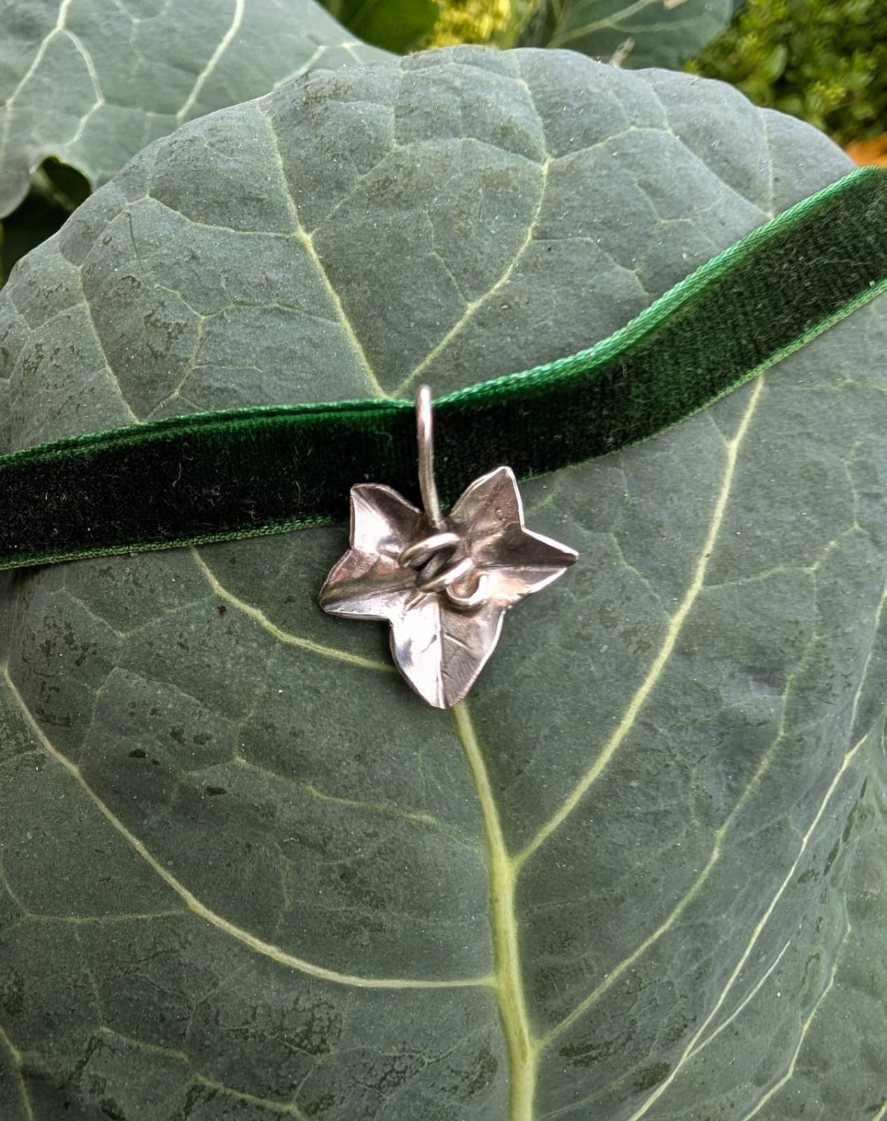 Edera del Sottobosco