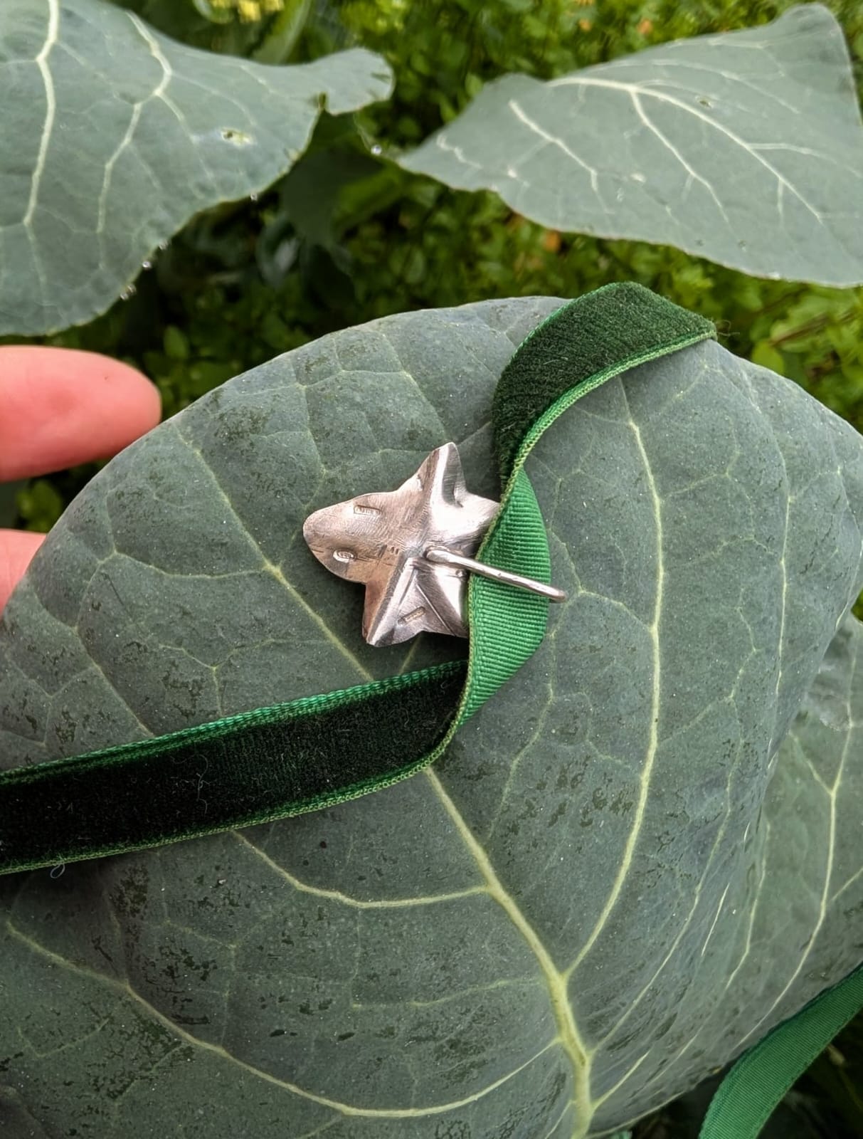 Edera del Sottobosco